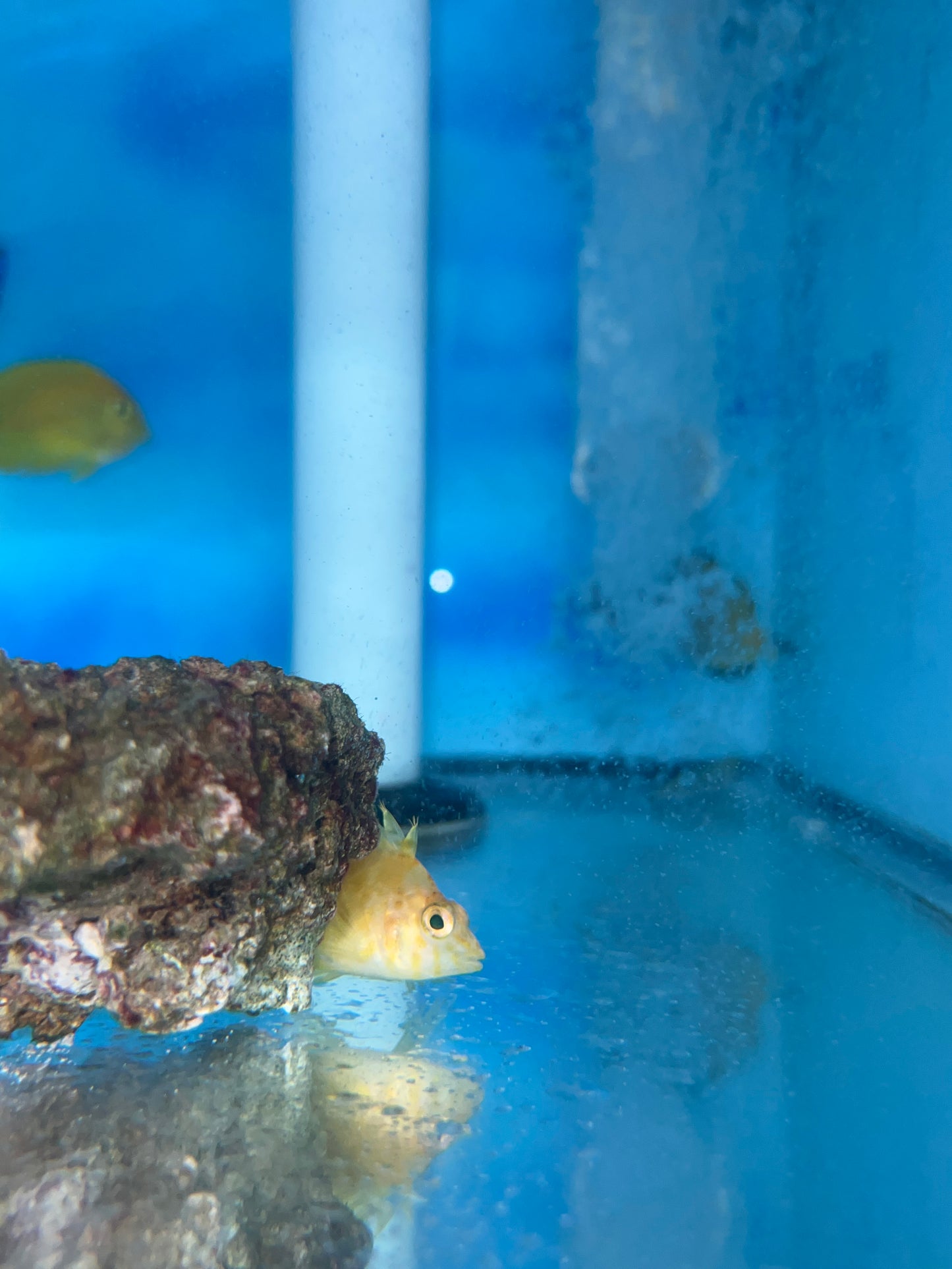 Golden Hawkfish - Cirrhitichthys aureus