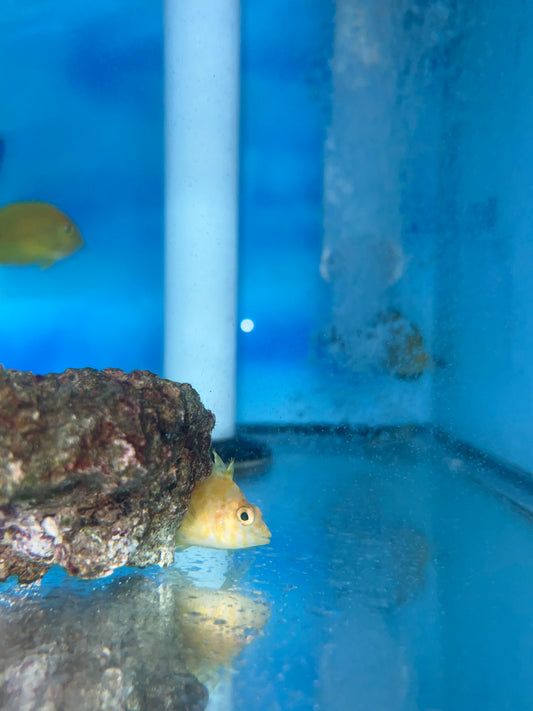 Golden Hawkfish - Cirrhitichthys aureus