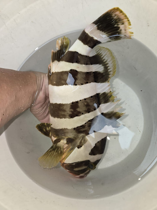 Banded Grouper |Epinephelus amblycephalus (16")