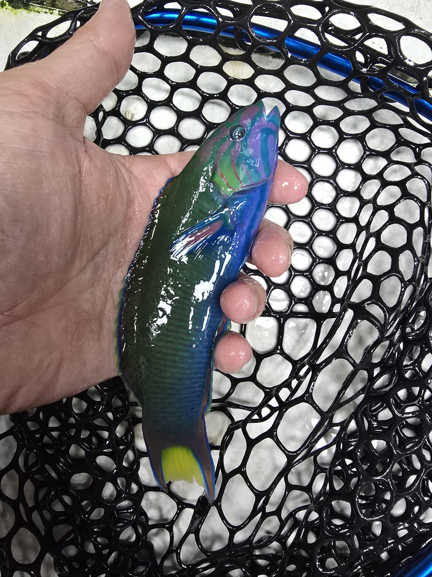 Lunare Wrasse (5-6" taiwan)