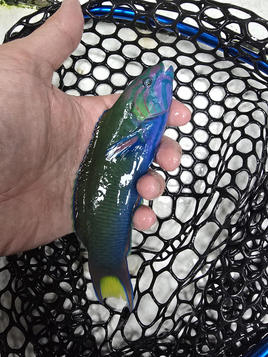 Lunare Wrasse (5-6" taiwan)