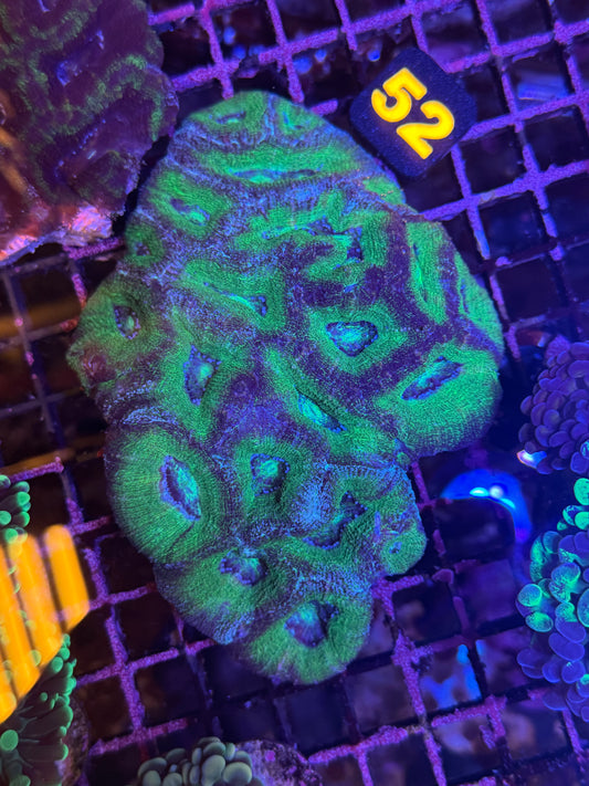 52