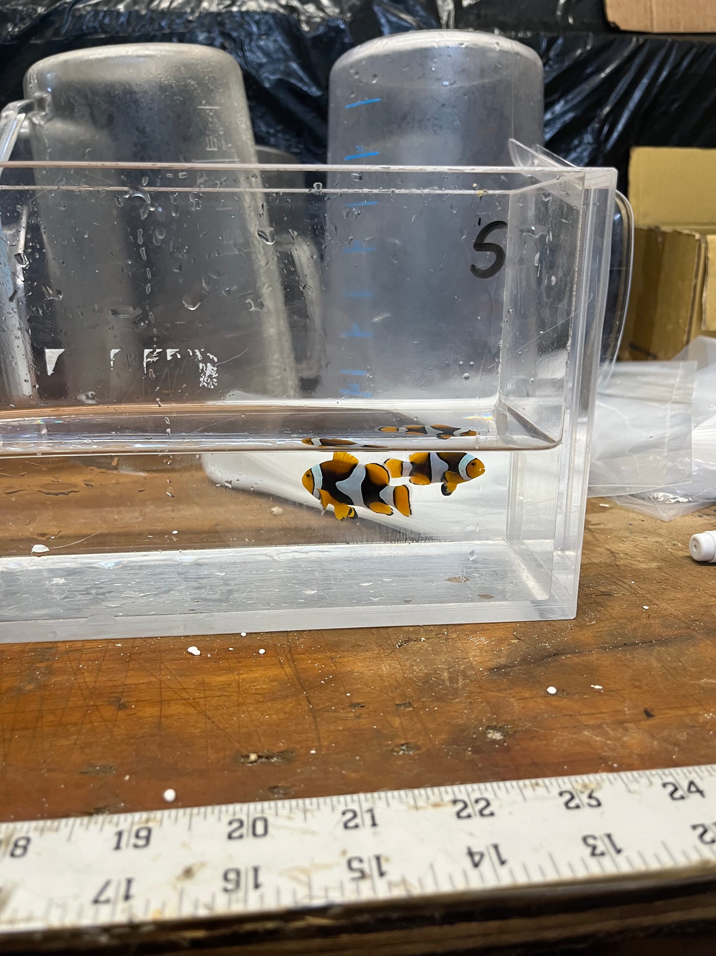 True Percula Clownfish-super black pair 5 WYSIWYG