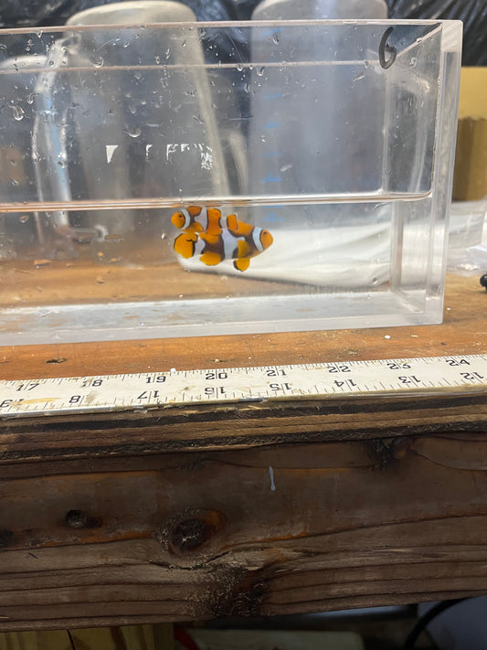 True Percula Clownfish-super black pair 6 WYSIWYG