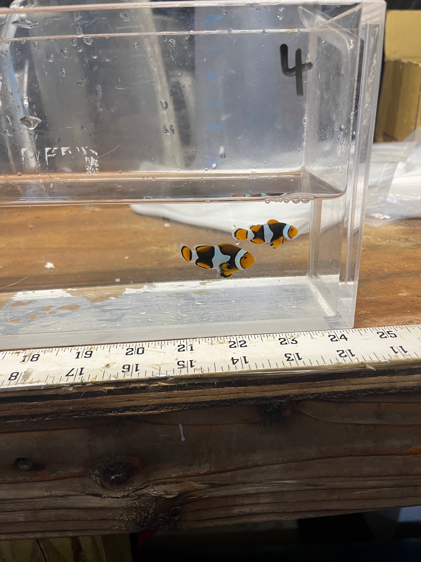 WC True Percula Clownfish-super black pair 4 WYSIWYG