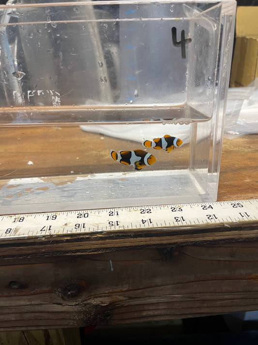 True Percula Clownfish-super black pair 4 WYSIWYG