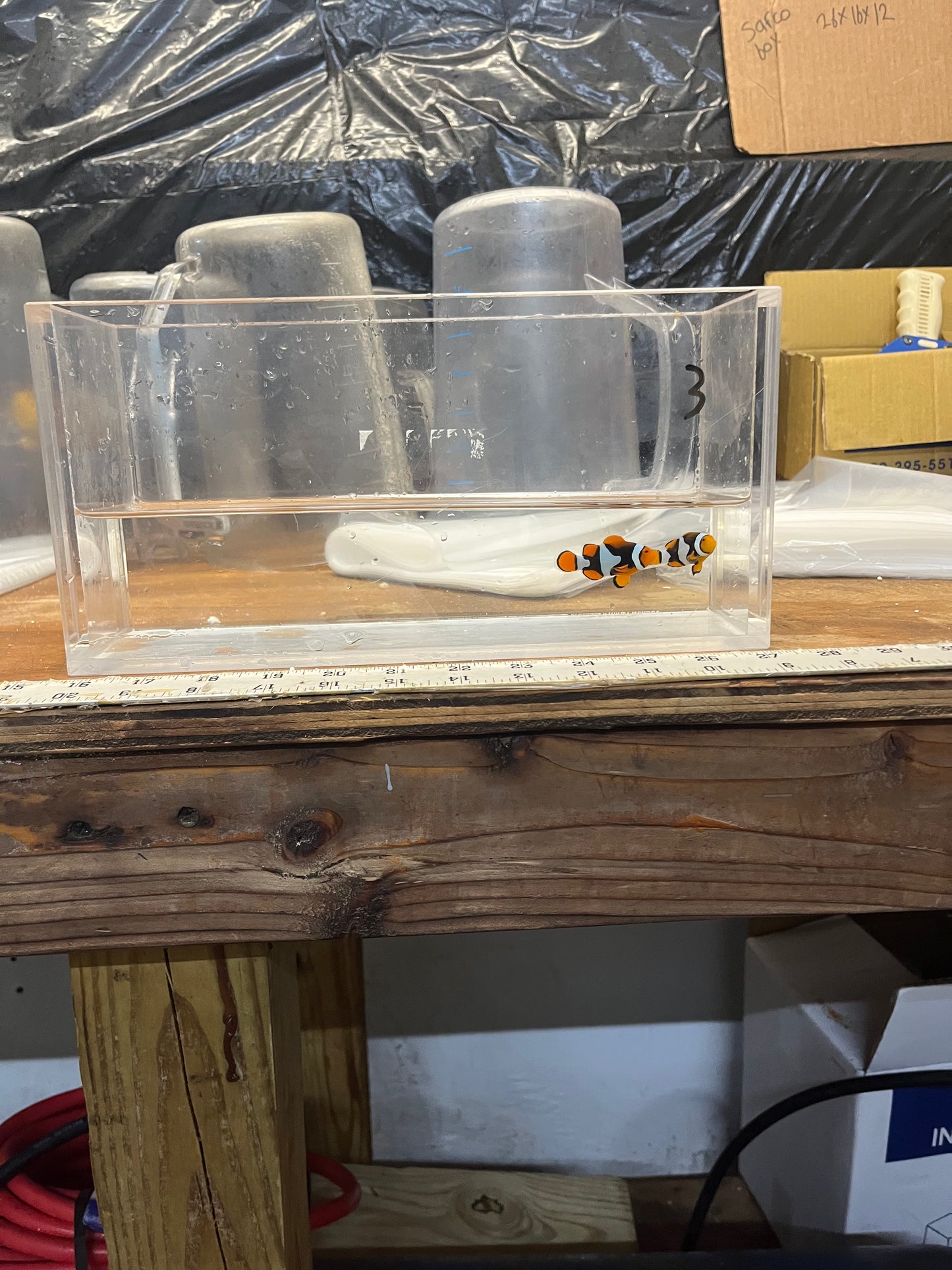 WC True Percula Clownfish-super black pair 3 WYSIWYG