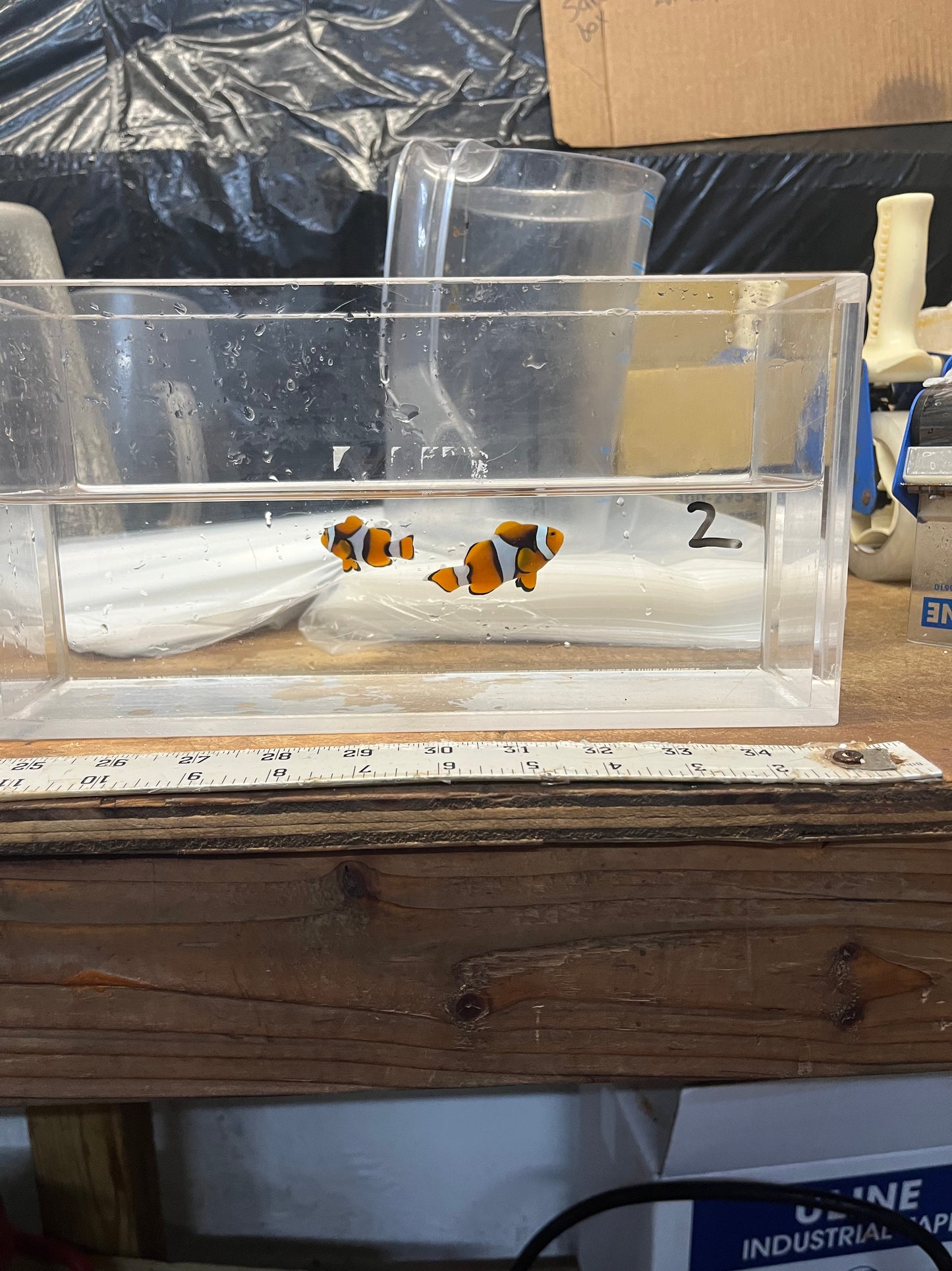 WC True Percula Clownfish-super black pair 2 WYSIWYG