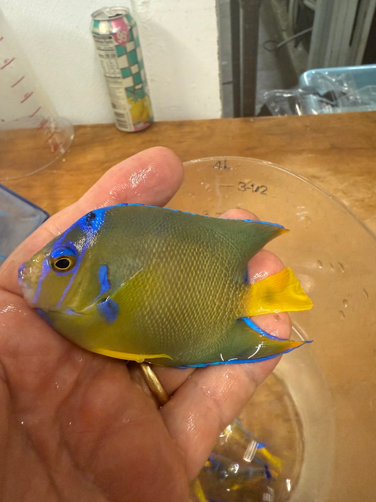 Townsend Angelfish (3-4”)