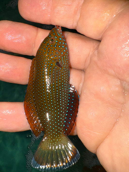 Blue Spotted Tamarin Wrasse  (anampses caeruleopunctatus)-4-5"