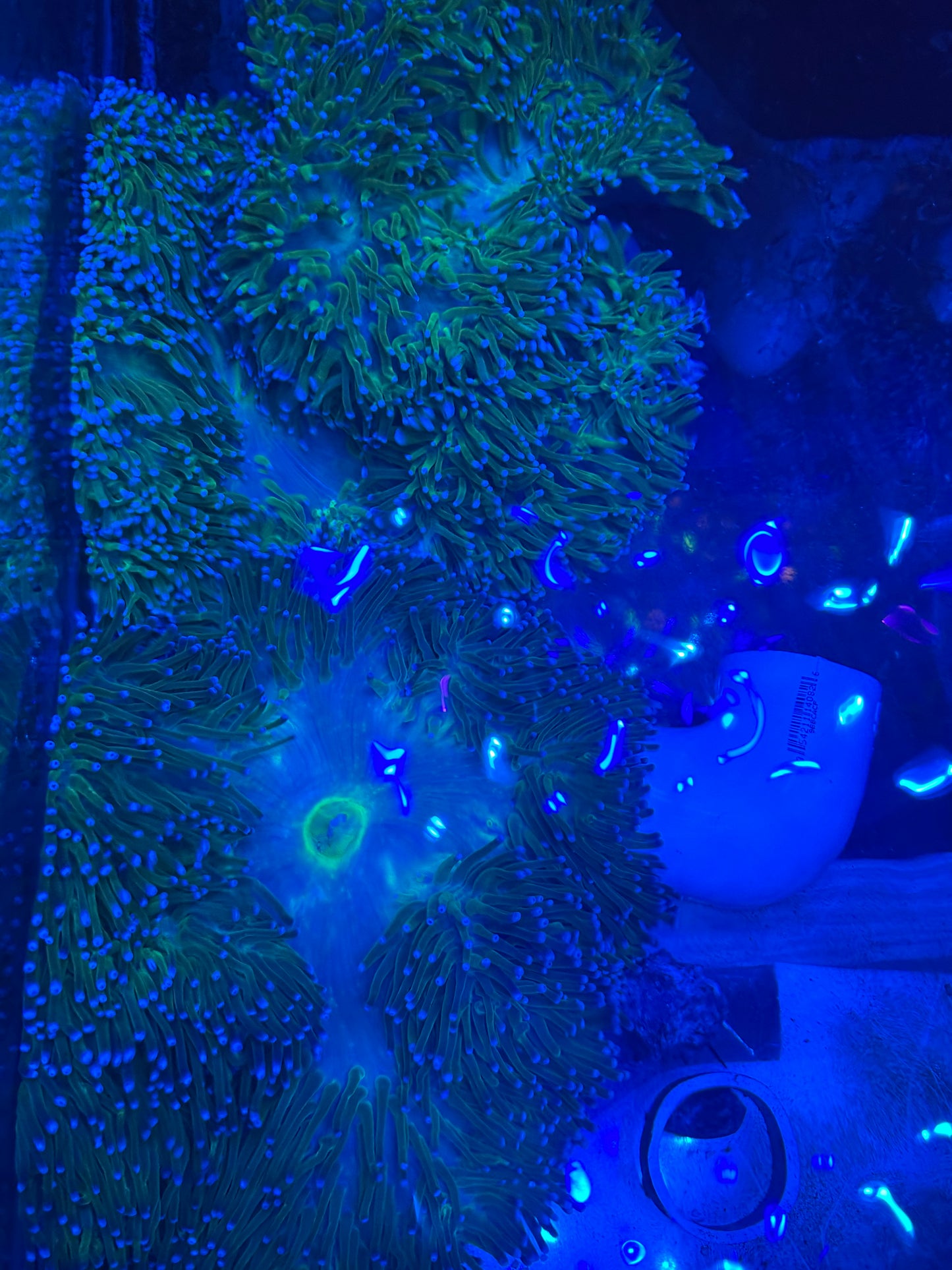 Show Size Ritteri/Magnificent Anemone--10-12"