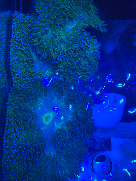 Show Size Ritteri/Magnificent Anemone--10-12"