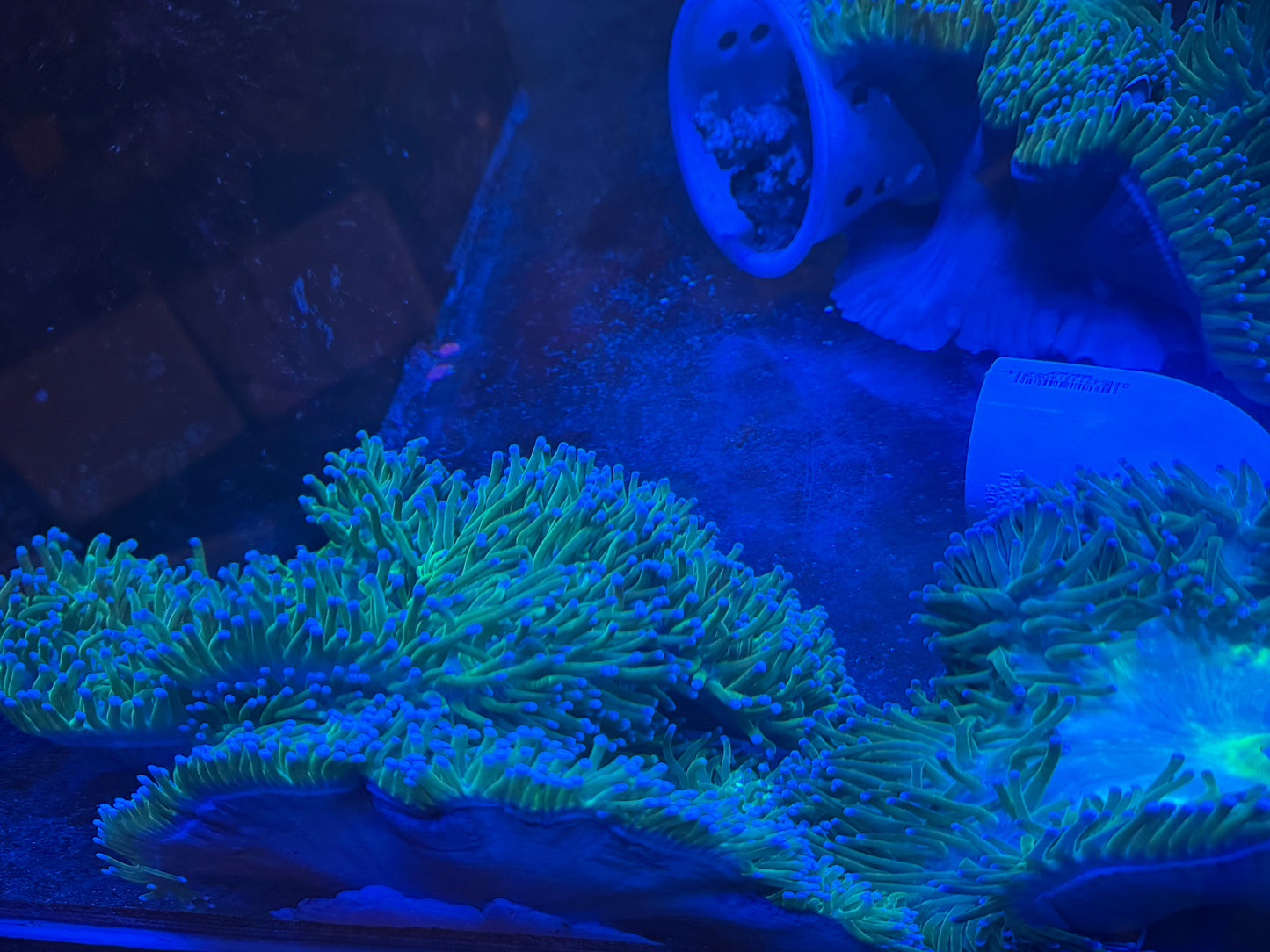 Show Size Ritteri/Magnificent Anemone--10-12"