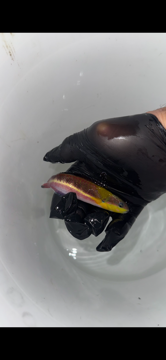 Cortez Rainbow Wrasse (Thalassoma lucasanum) 4-5" Female