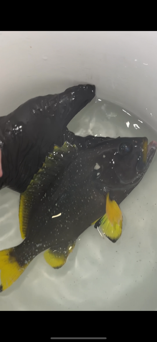 Blue and Yellow (Cobalt) Grouper-10"