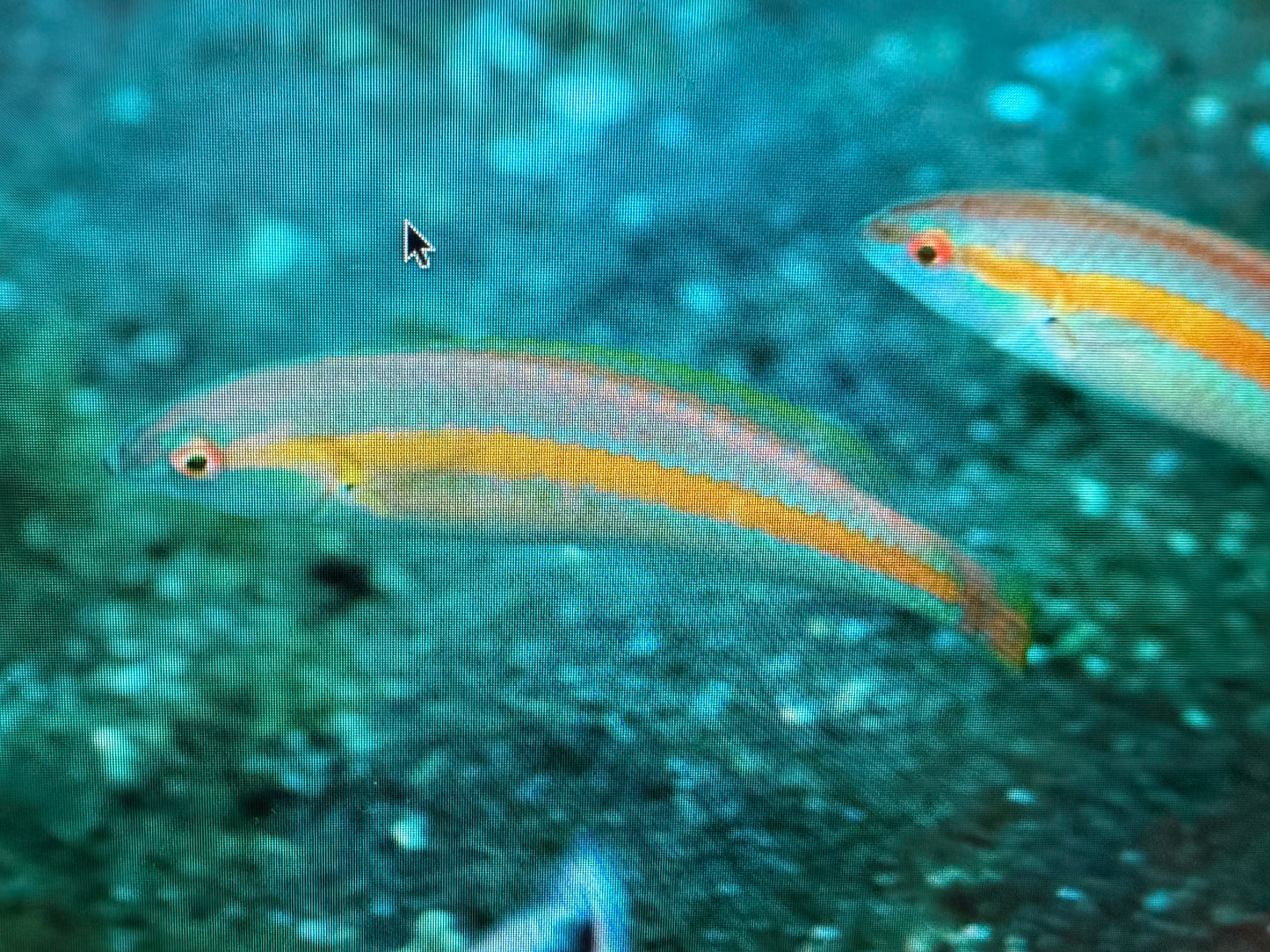 Goldstripe wrasse | Halichoeres zeylonicus
