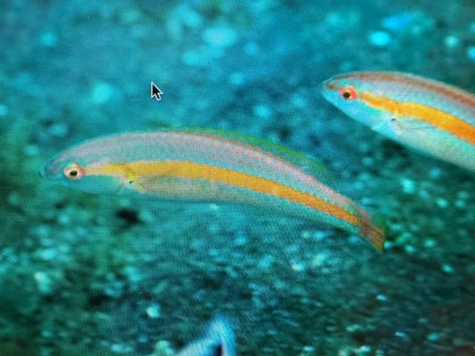 Goldstripe wrasse | Halichoeres zeylonicus