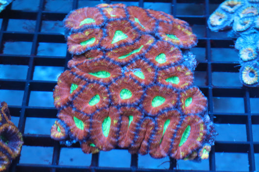 Micromussa Lord Colony (P)