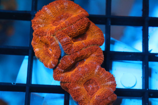 Micromussa Lord Colony (L)
