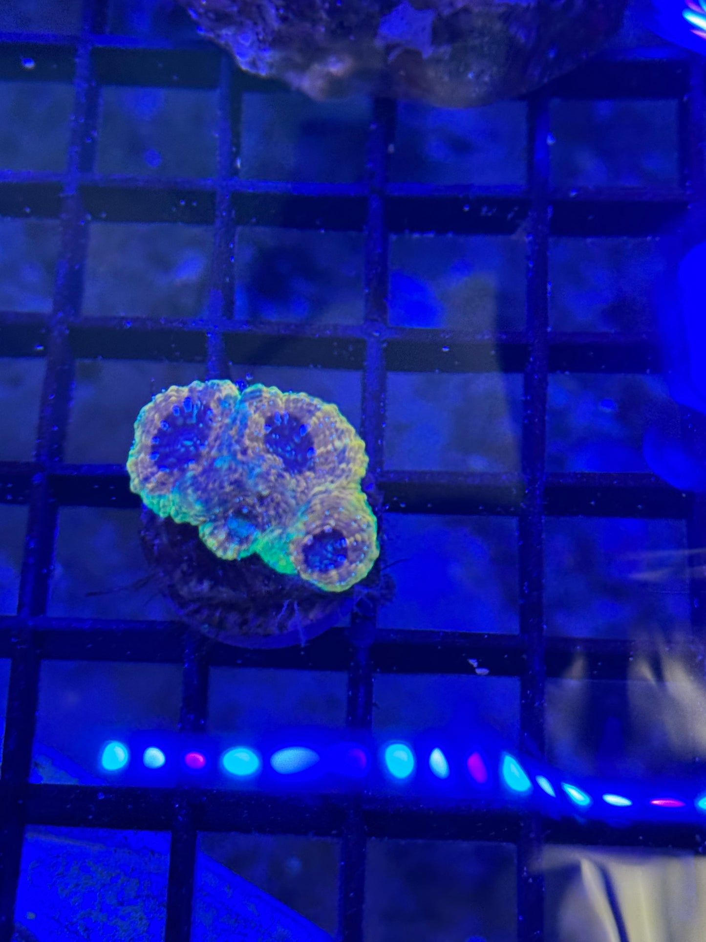 Rainbow Echinada A118