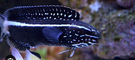 Meiacanthus kamoharai