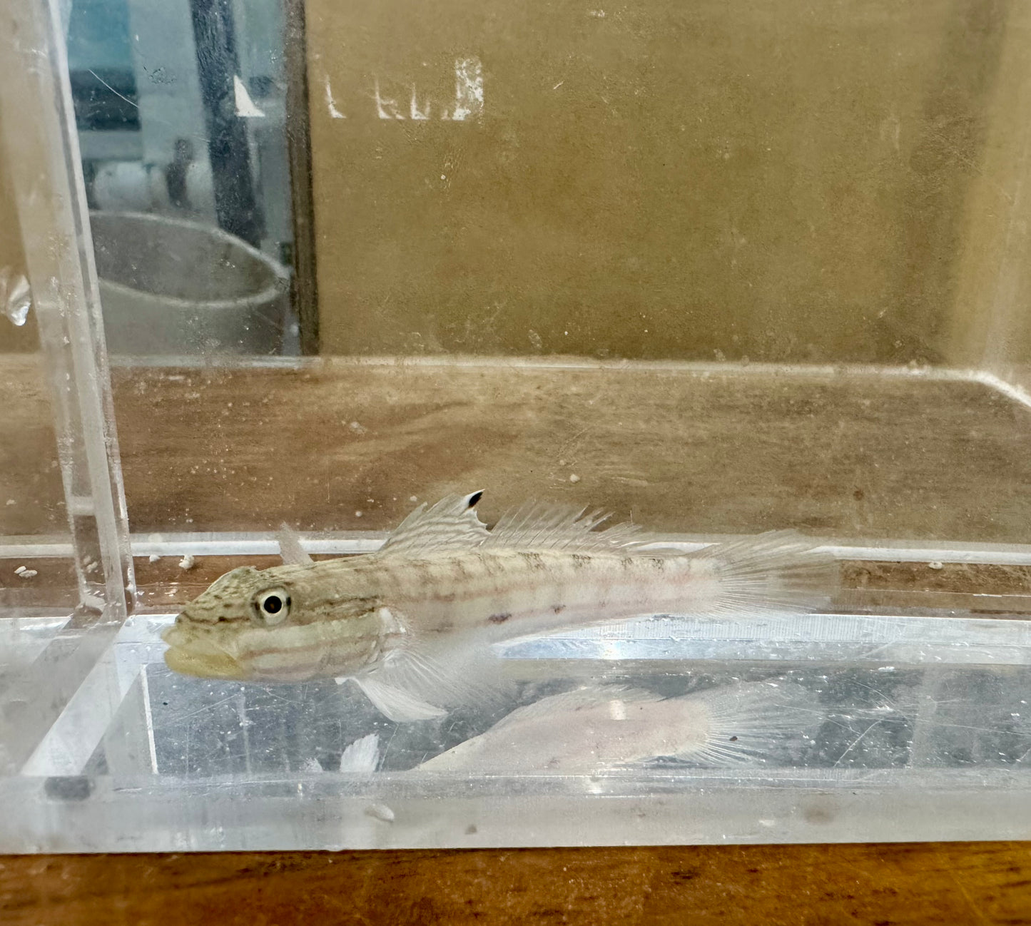 Mural goby | Valenciennea muralis