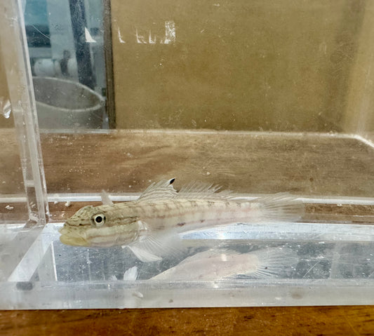 Mural goby | Valenciennea muralis