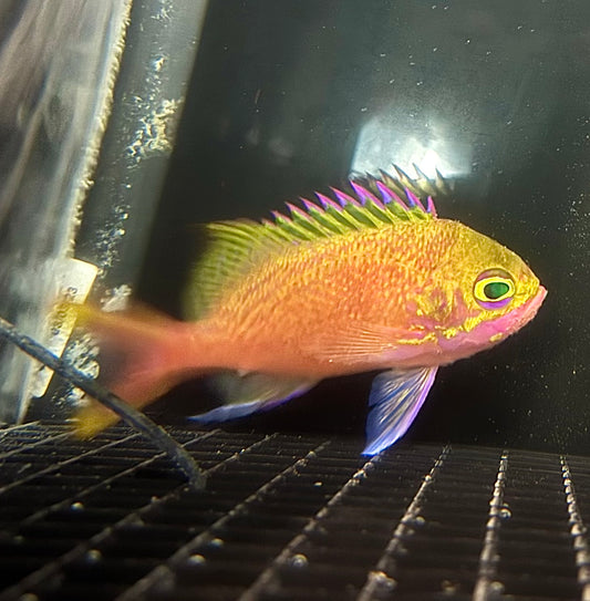 Katayamai Anthias (Odontanthias katayamai) - WYSIWYG