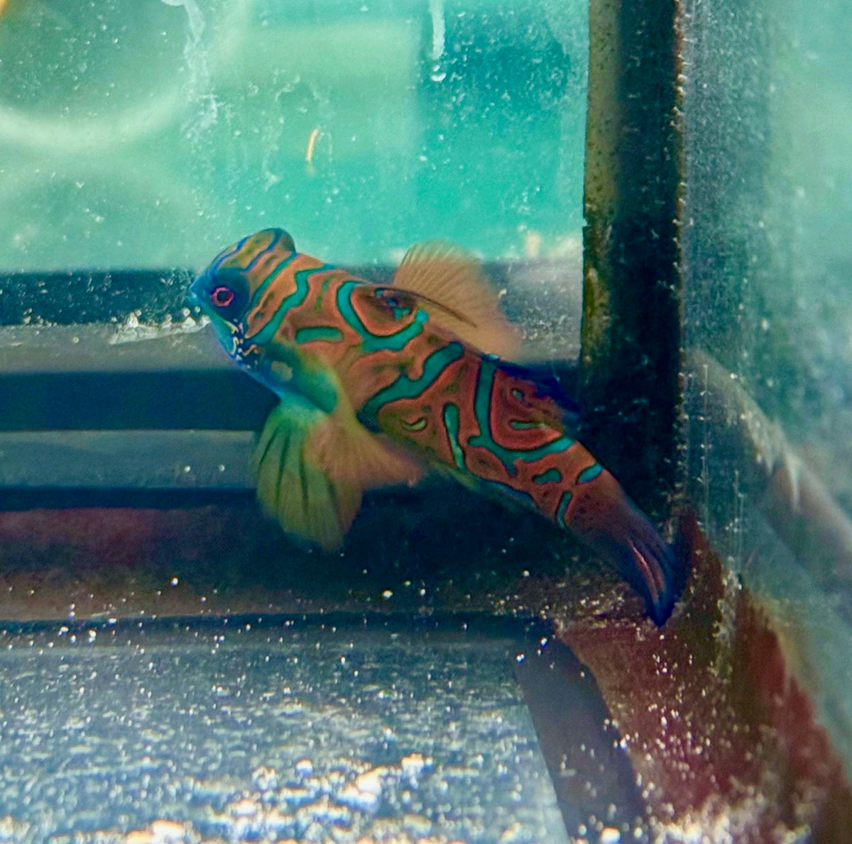 Ruby Red Goby Red Mandarin Goby β NYAquatic
