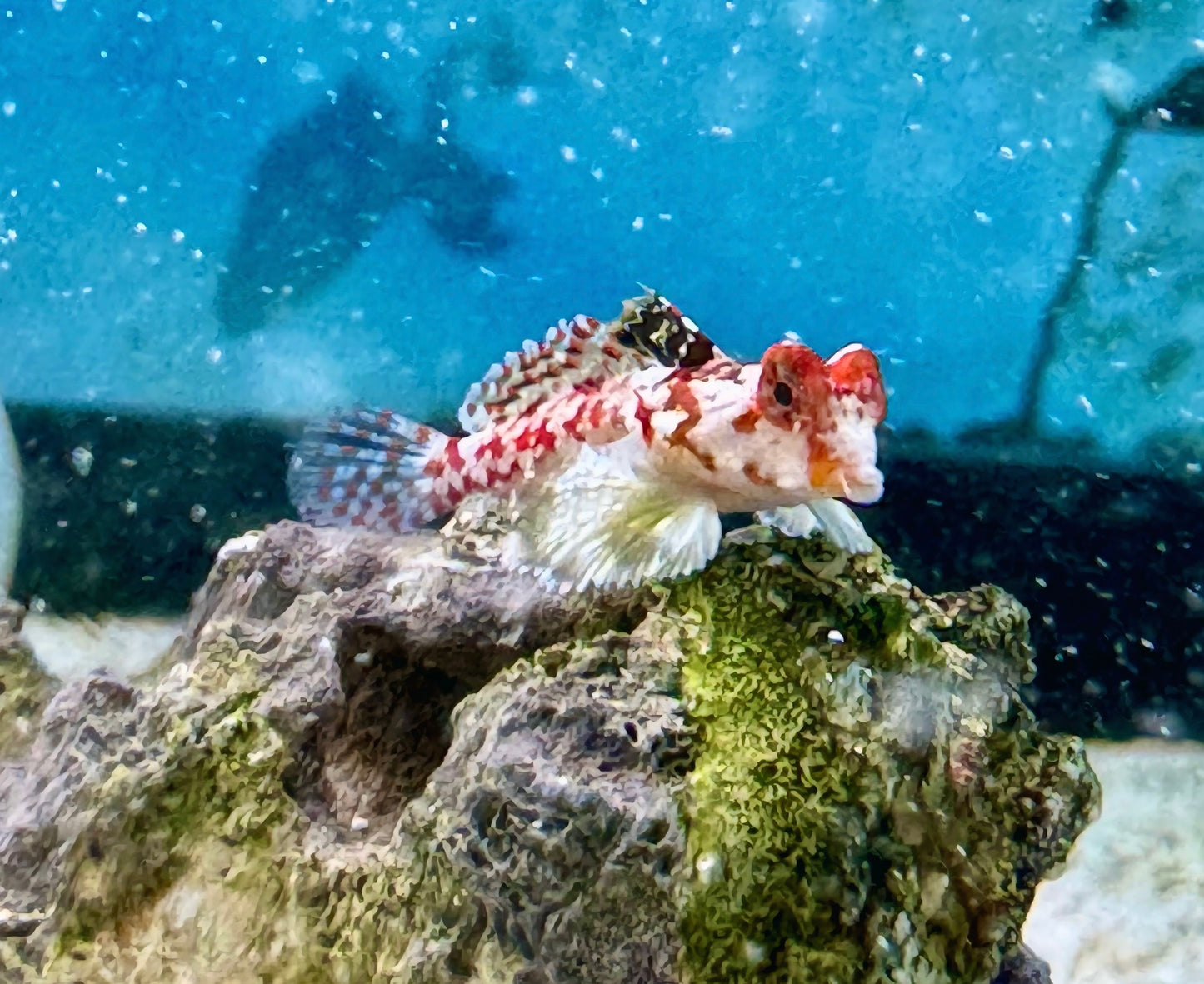Red Scooter Dragonet (Starry Dragonet)