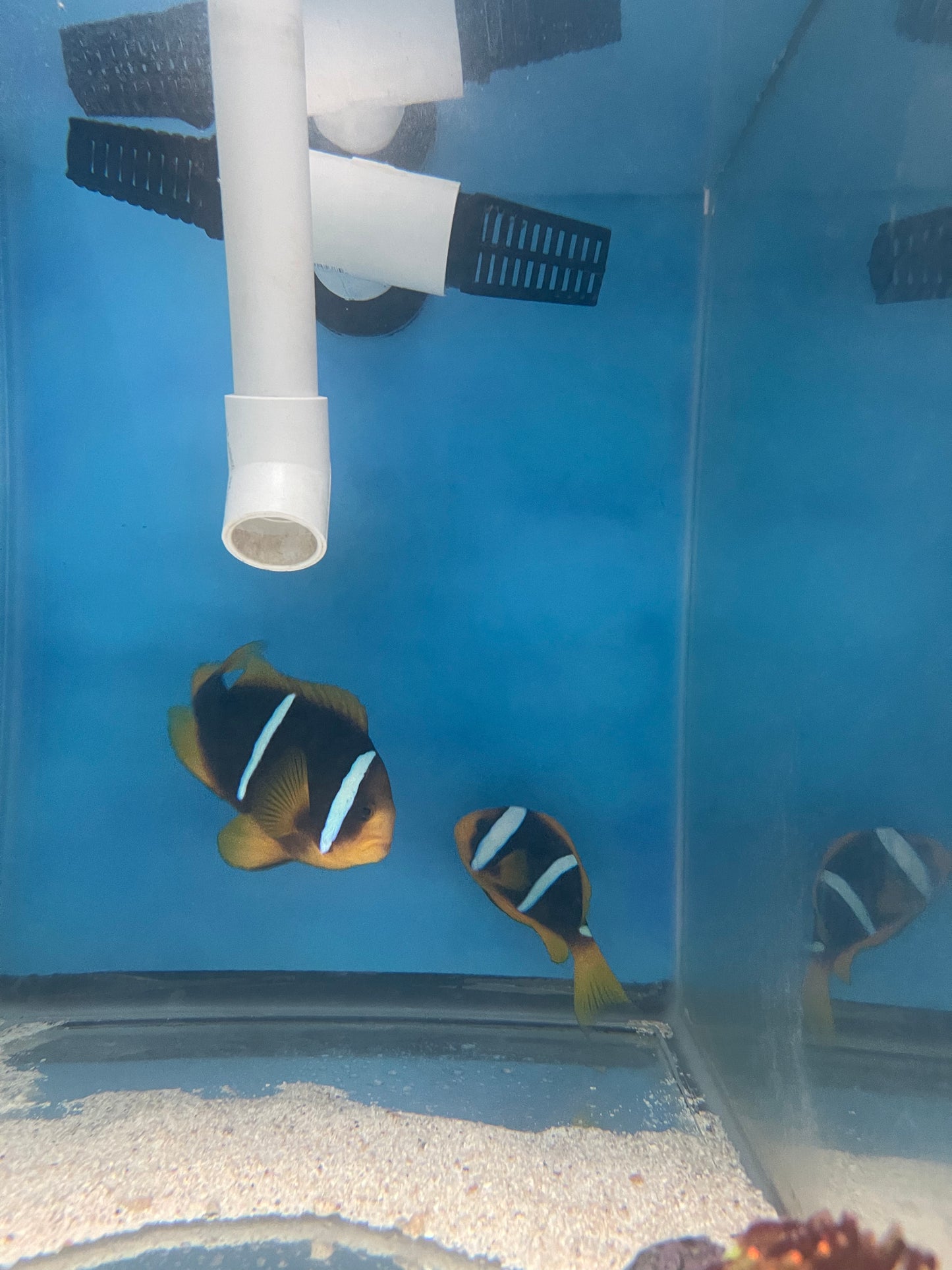 Blue Stripe Clownfish -(WC Pair)