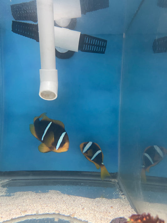 Blue Stripe Clownfish -(WC Pair)