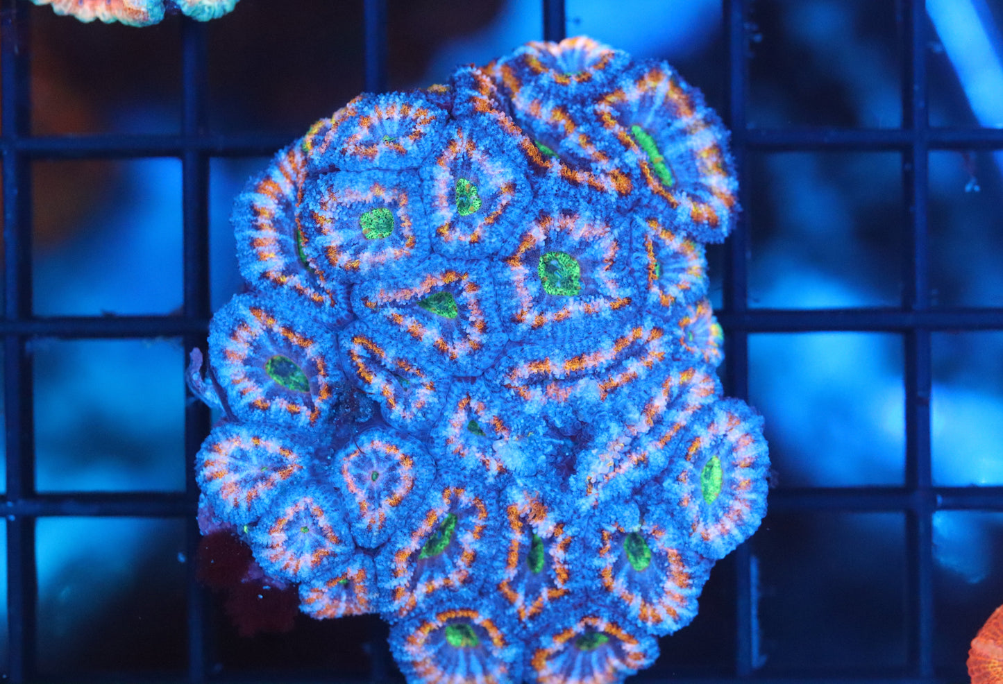 Micromussa Lord Mini Colony (B22)