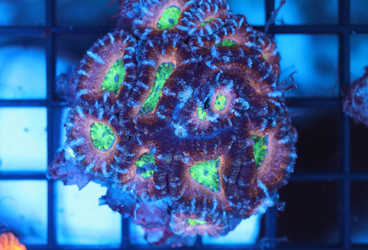 Micromussa Lord Mini Colony (B21)