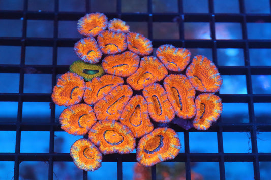 Micromussa Lord Colony (B3)