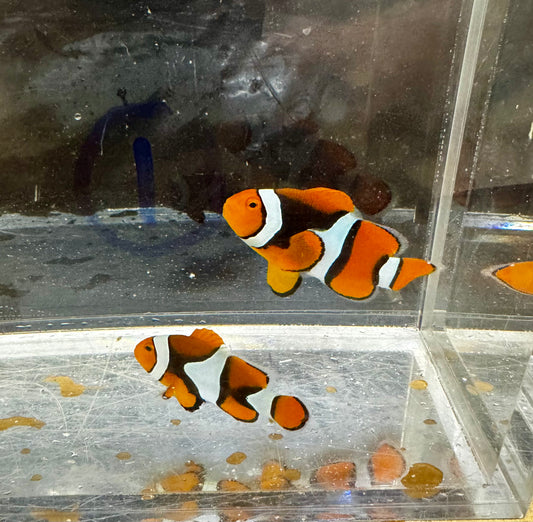 True Percula Clownfish-super black pair 1 WYSIWYG