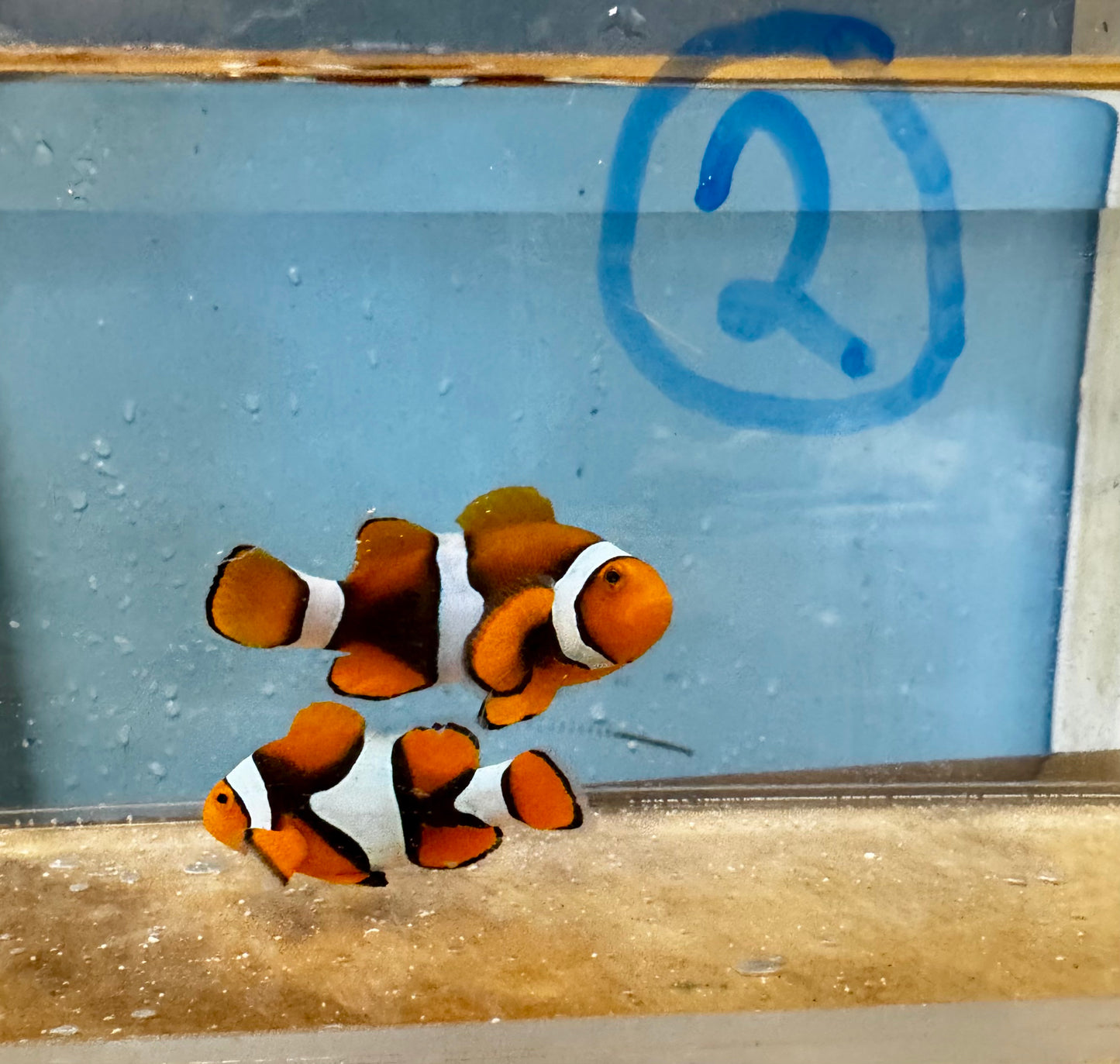 True Percula Clownfish-super black pair 2 WYSIWYG