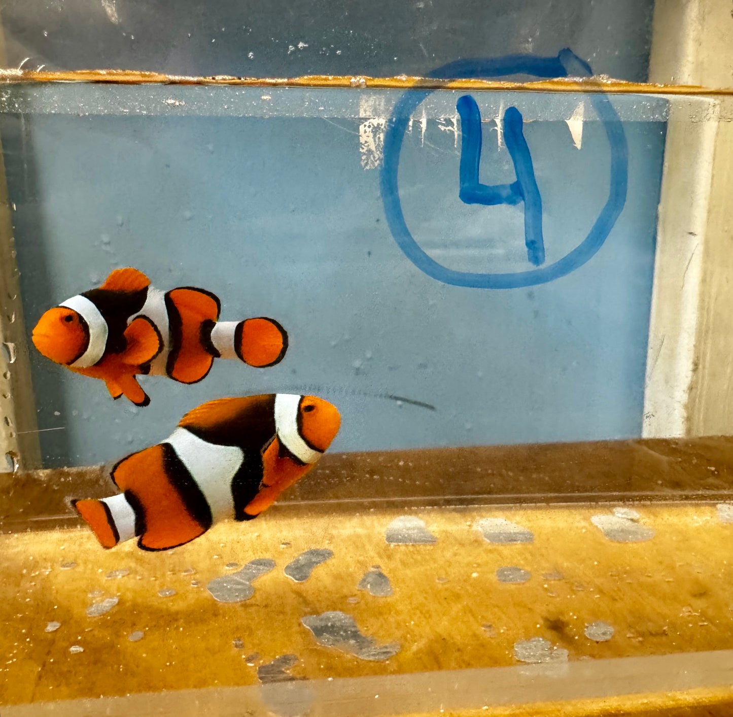 True Percula Clownfish-super black pair (WYSIWYG #4)