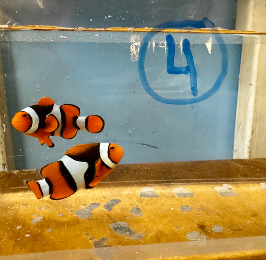 True Percula Clownfish-super black pair (WYSIWYG #4)