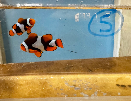 True Percula Clownfish-super black pair 5 WYSIWYG