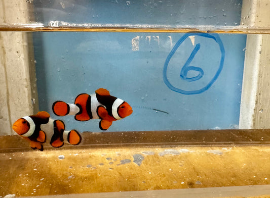 True Percula Clownfish-super black pair 6 WYSIWYG