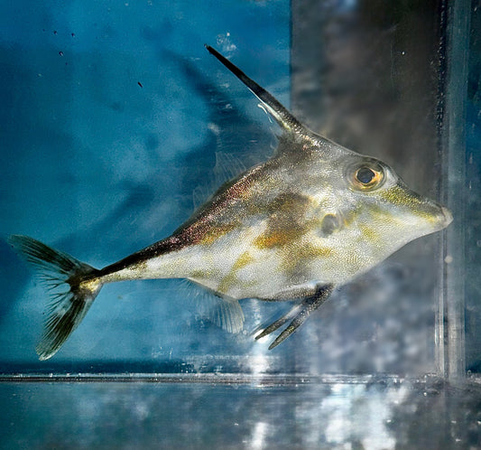 Longtail Tripodfish - Tripodichthys blochii