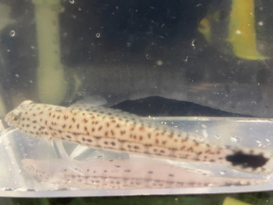 Speckled Sandperch|Parapercis hexophtalma (5-6")