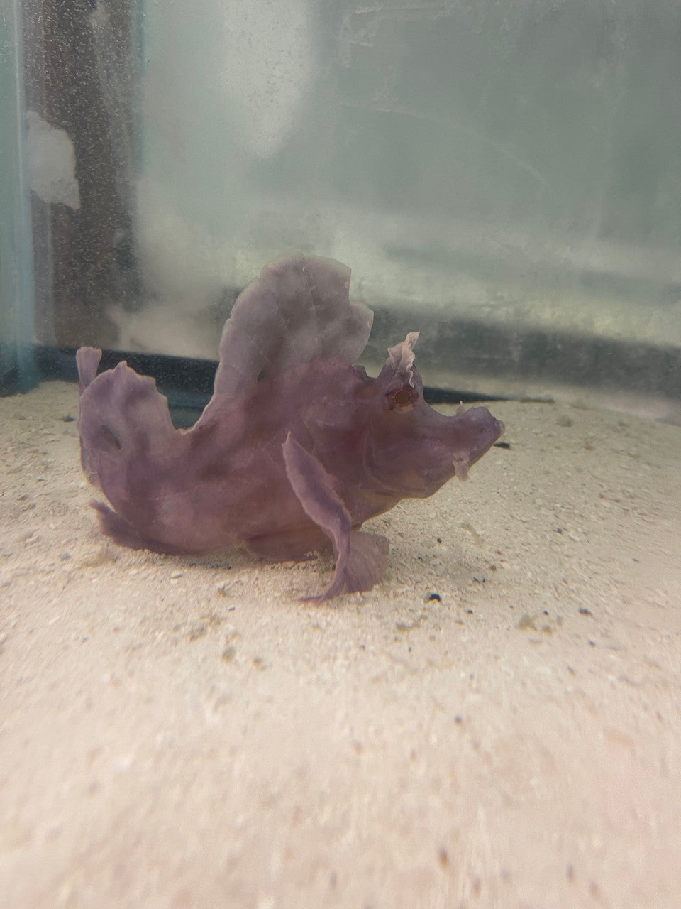 Rhinopias Scorpionfish-Purple