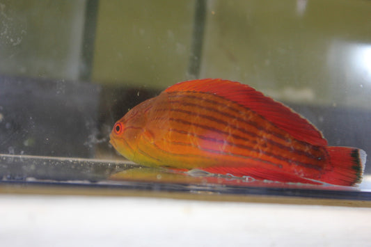 Red Sea 8 line flasher wrasse (Paracheilinus octotaenia)- Male