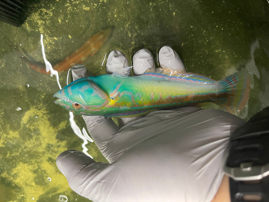 Gold Stripe Wrasse | Halichoeres hartzfeldii (5")