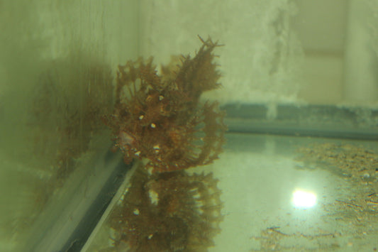 Rhinopias Scorpionfish-purple-weedy 4" (Frondosa)