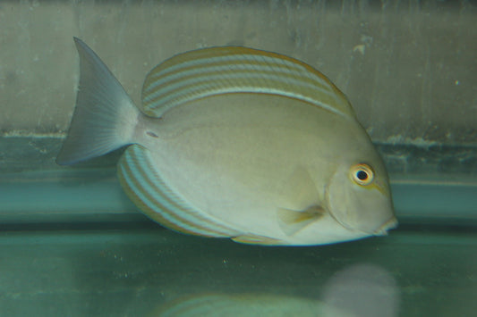Yellow Masked Surgeonfish | Acanthurus Xanthopterus (5-6")