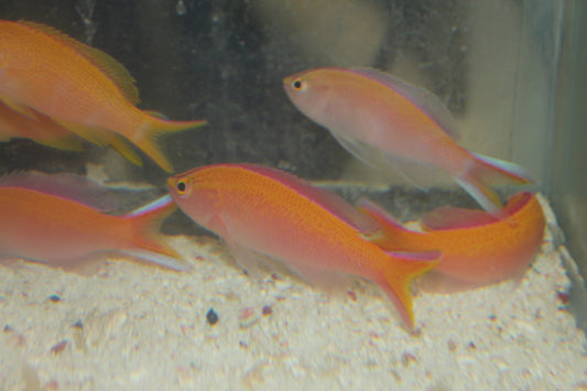 TRIO Sunset (parvirostris) Anthias