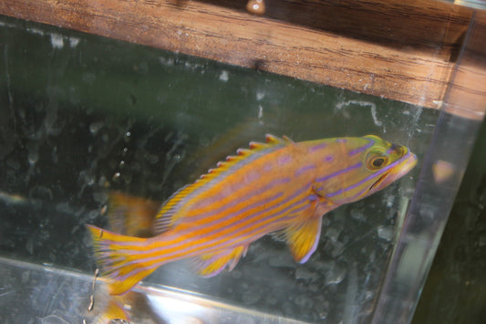 Polleni Grouper-2-3" Juv